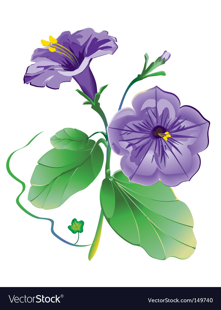 Petunia flower Royalty Free Vector Image - VectorStock