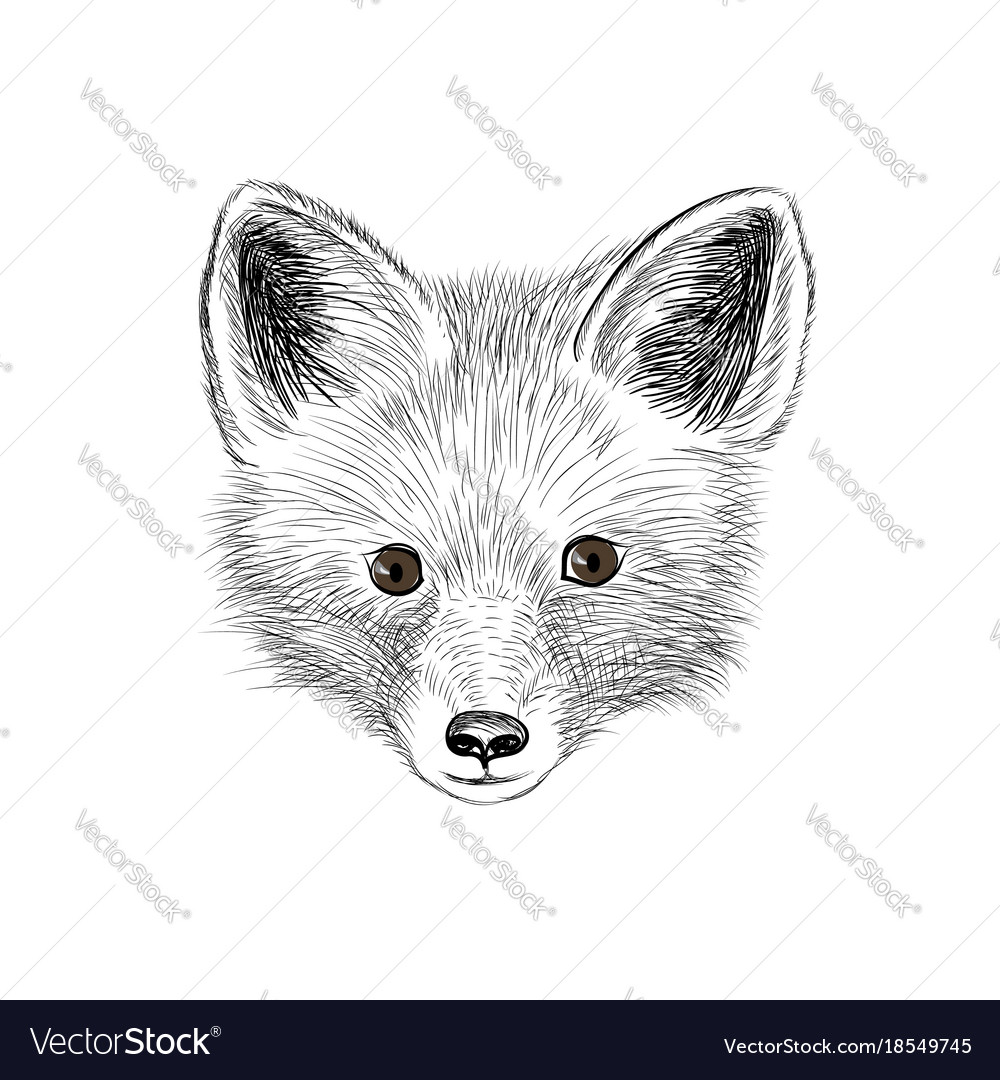 Fox baby face wild animal sketch Royalty Free Vector Image