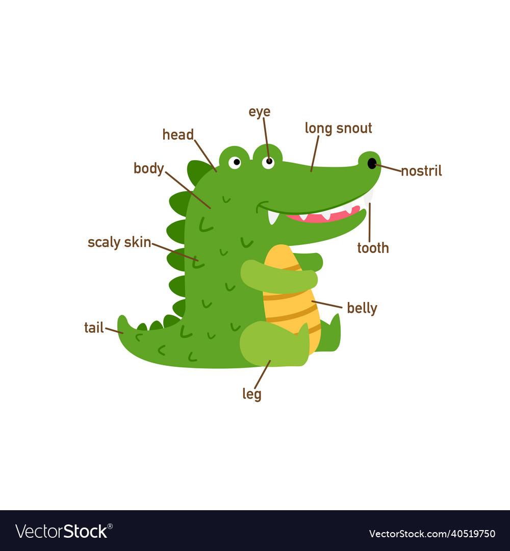 Crocodile vocabulary part of body