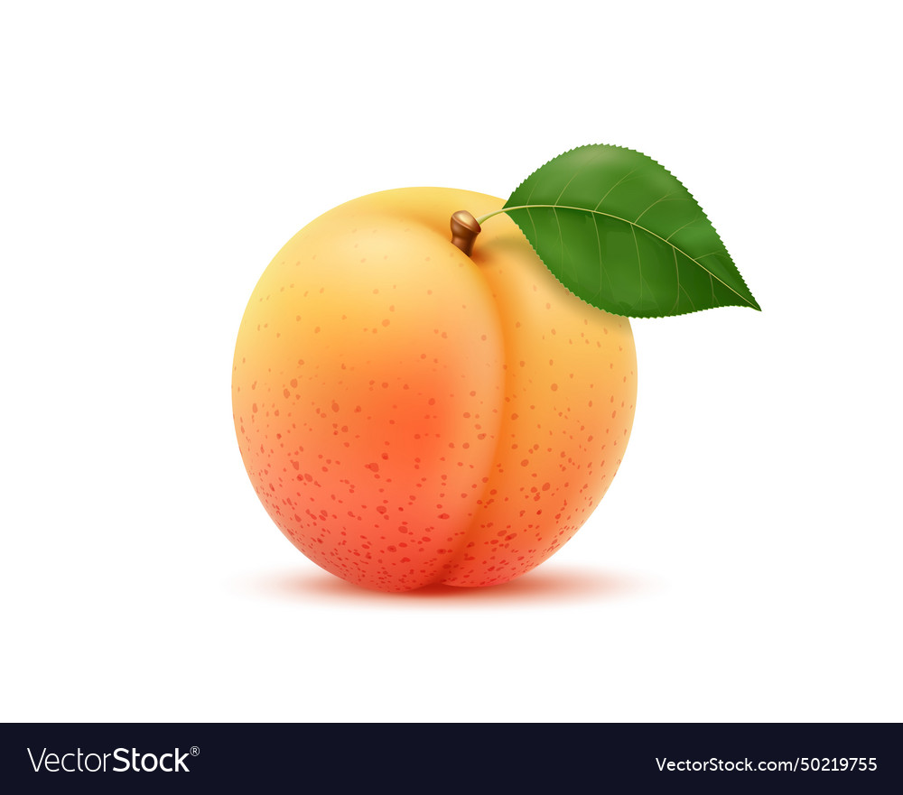 Realistic isolated ripe apricot fruit with leaf vector image Realistic isolated ripe apricot fruit with leaf
