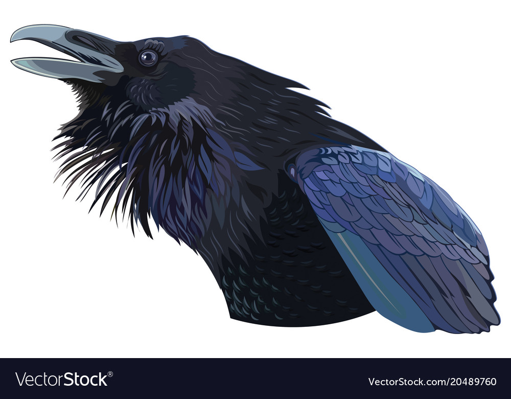 Cawing black crow Royalty Free Vector Image - VectorStock