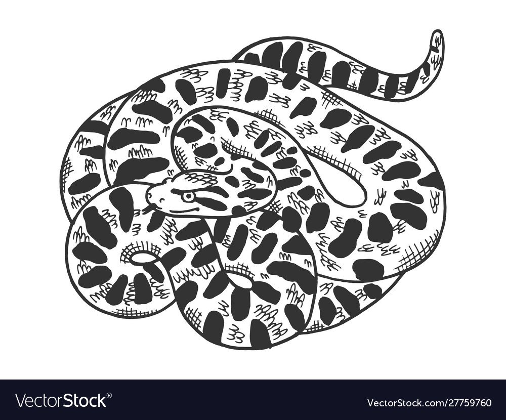 snake animal anaconda