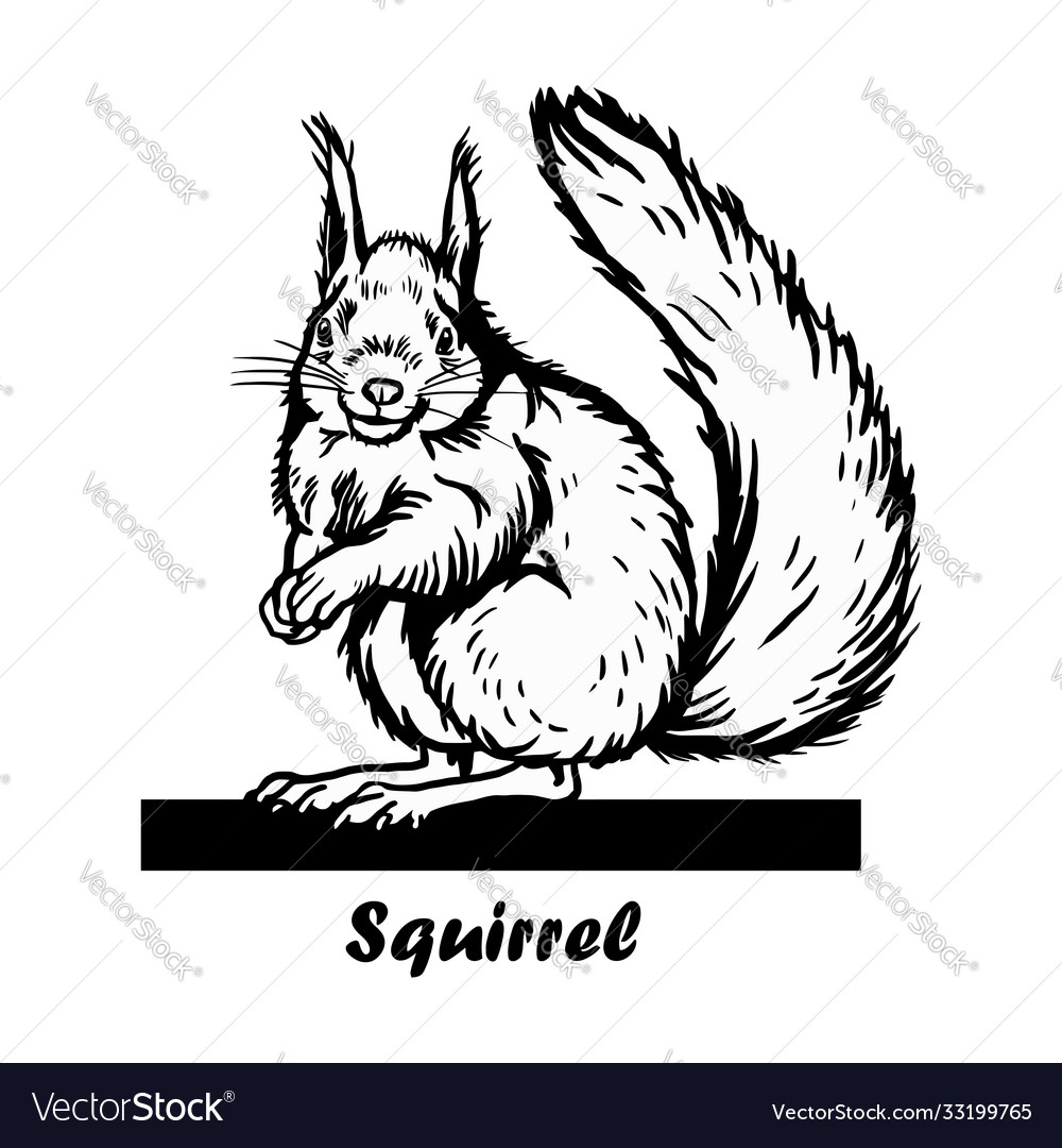 Peeking squirrel - funny squirrel out Royalty Free Vector Peeking squirrel - funny squirrel out Royalty Free Vector