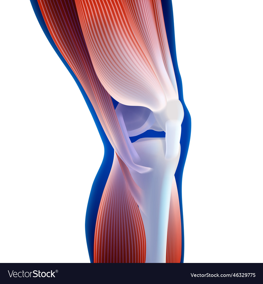 3d of thigh and calf muscles connected to knee Vector Image