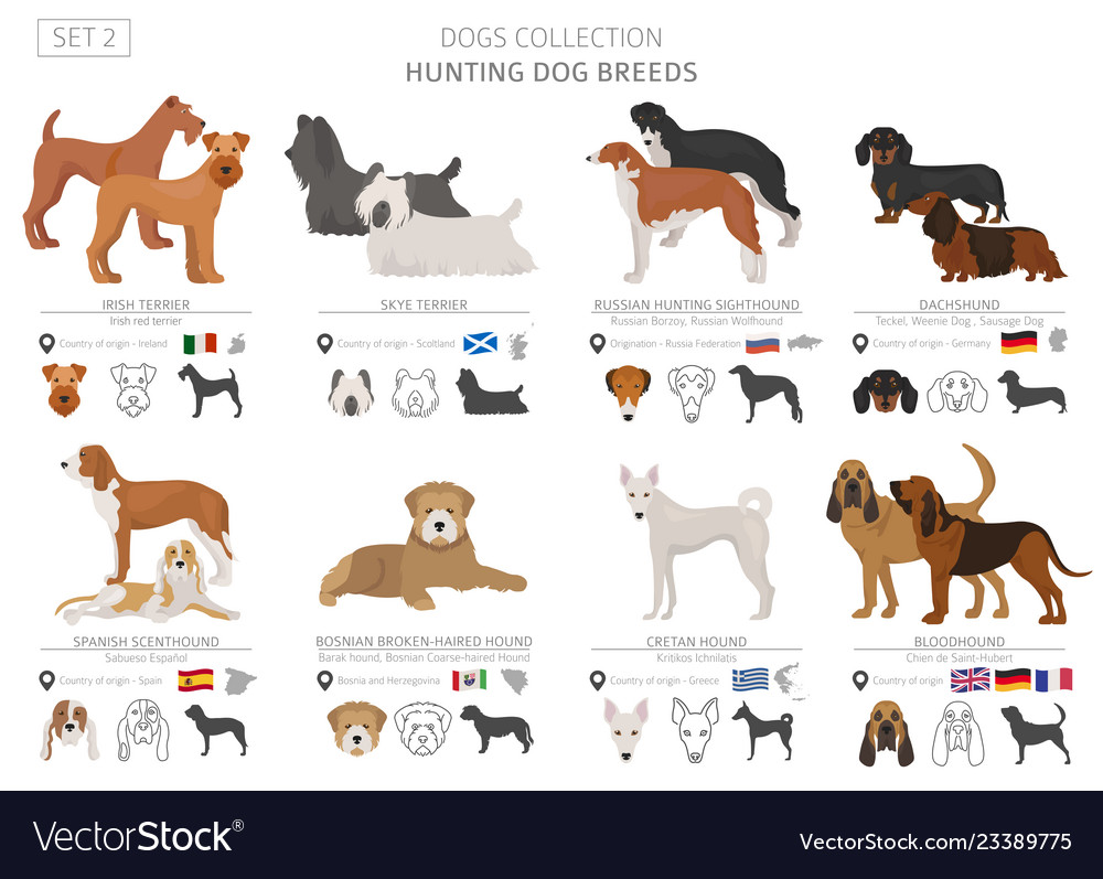 Hunting dogs collection isolated on white flat Vector Image