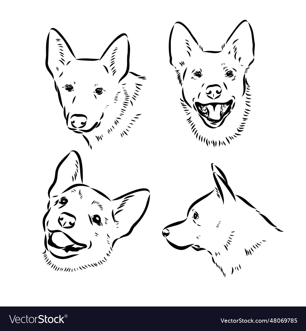 Hand drawn australian cattle dog