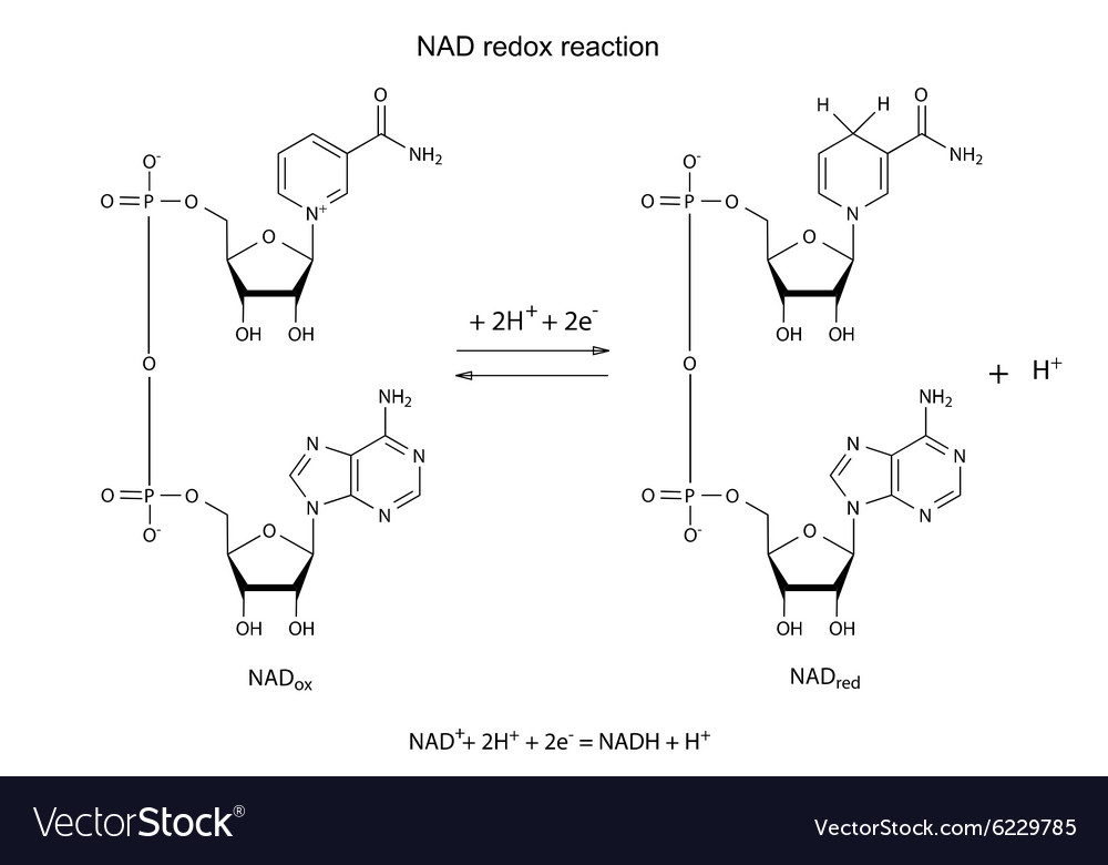 Oxidation Reaction Using Nad