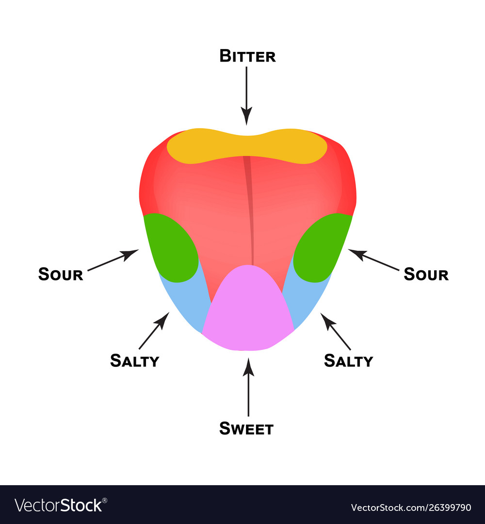 Anatomical Structure Tongue Taste Buds On Vector Image   Anatomical Structure Tongue Taste Buds On Vector 26399790 