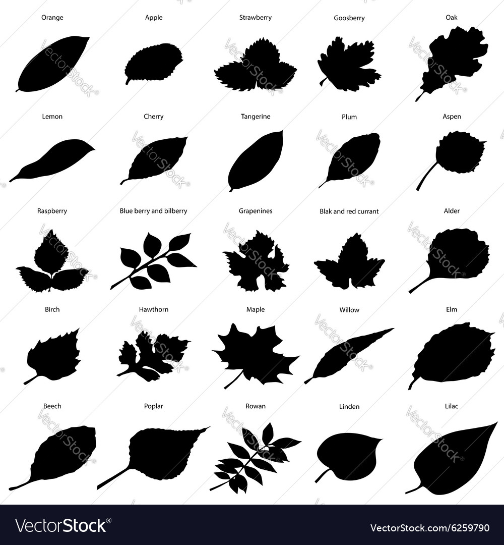 Black silhouettes of foliage Royalty Free Vector Image