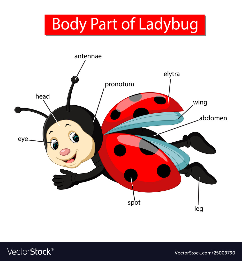 Diagram showing body part ladybug Royalty Free Vector Image