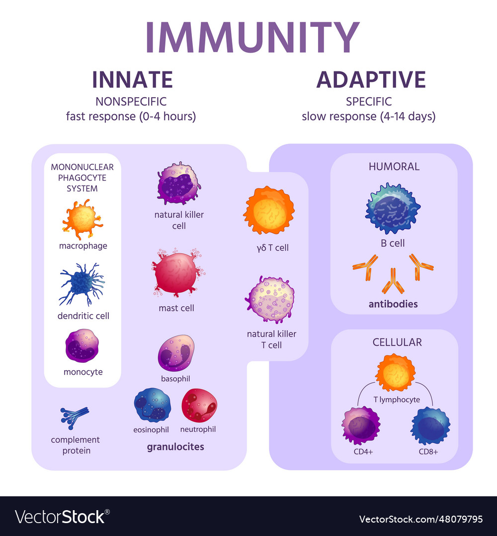 Innate and adaptive immune system immunology Vector Image