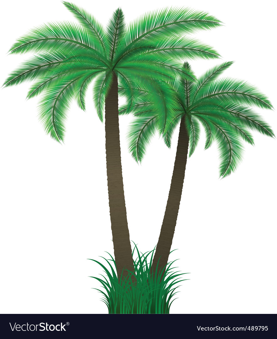 Palm trees Royalty Free Vector Image - VectorStock