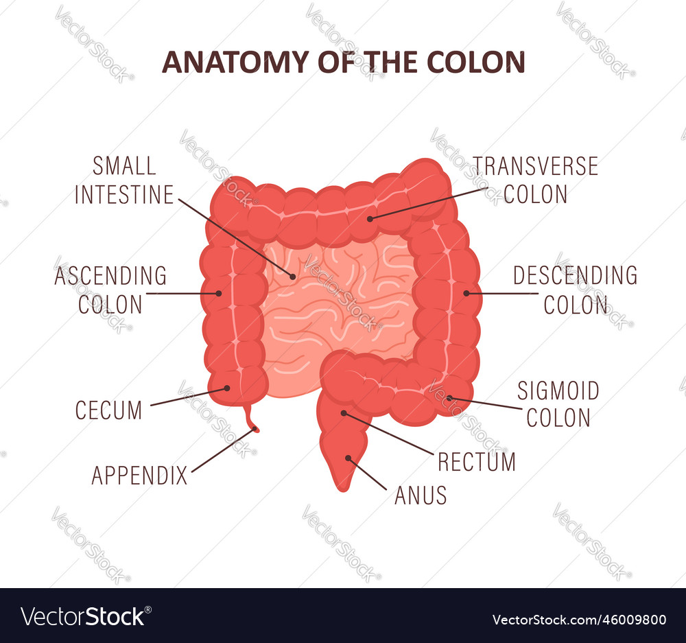 Anatomy of the colon with description parts