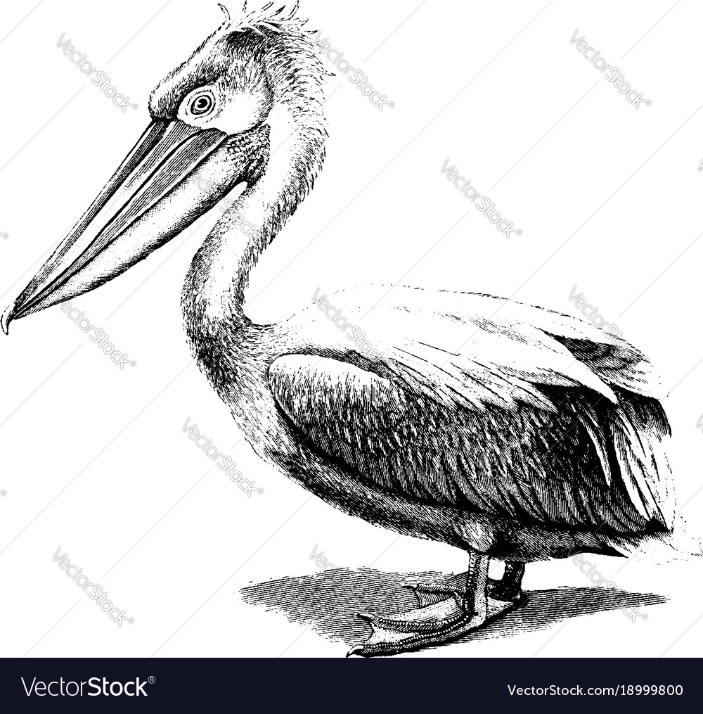 Crested pelican vintage