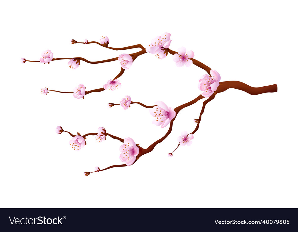 Sakura branch pink cherry blossom japanese