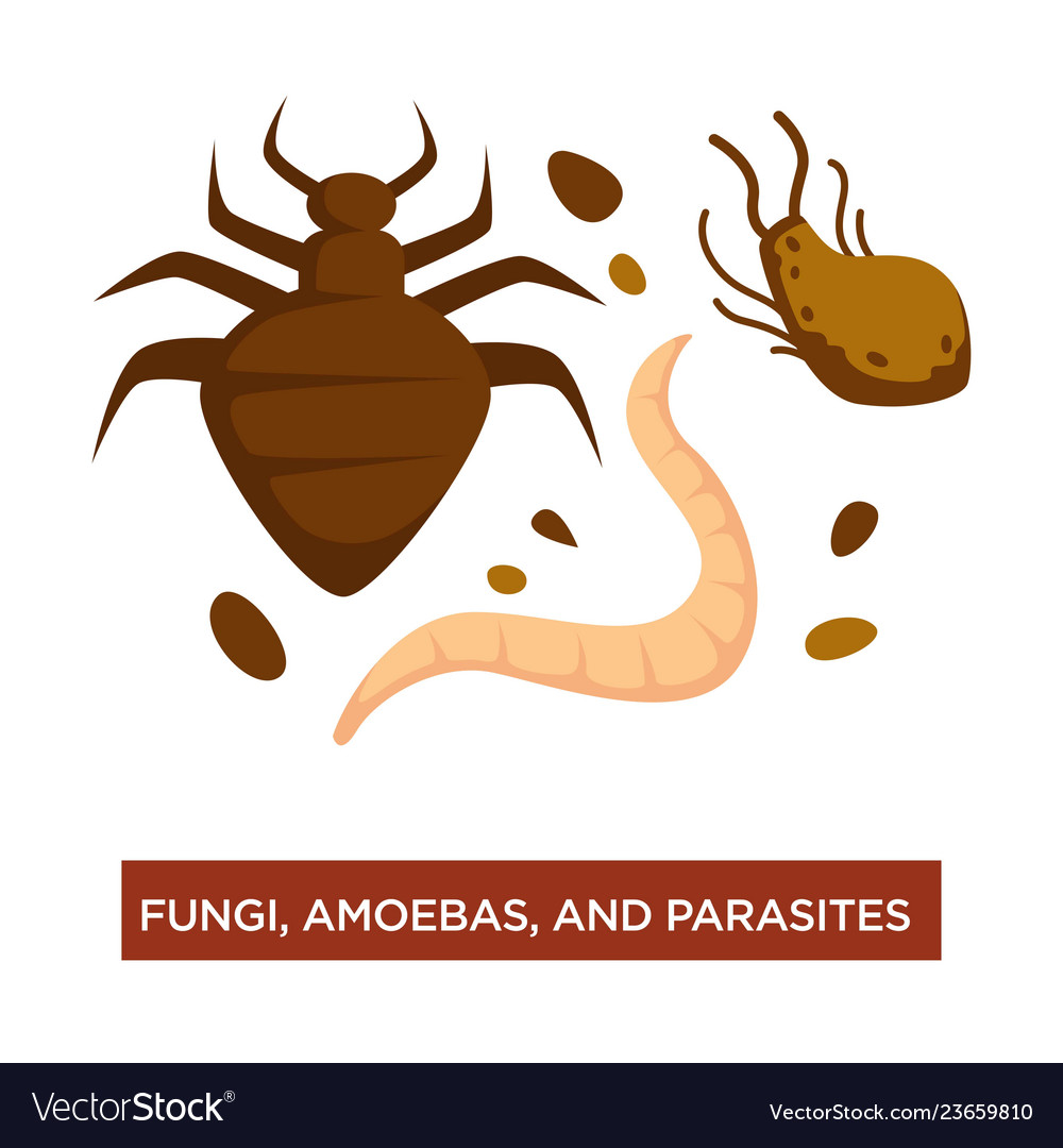 Fungi amoebas and parasite infection and disease Vector Image