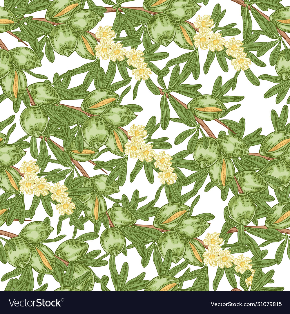Argan tree argania seamless pattern green nuts