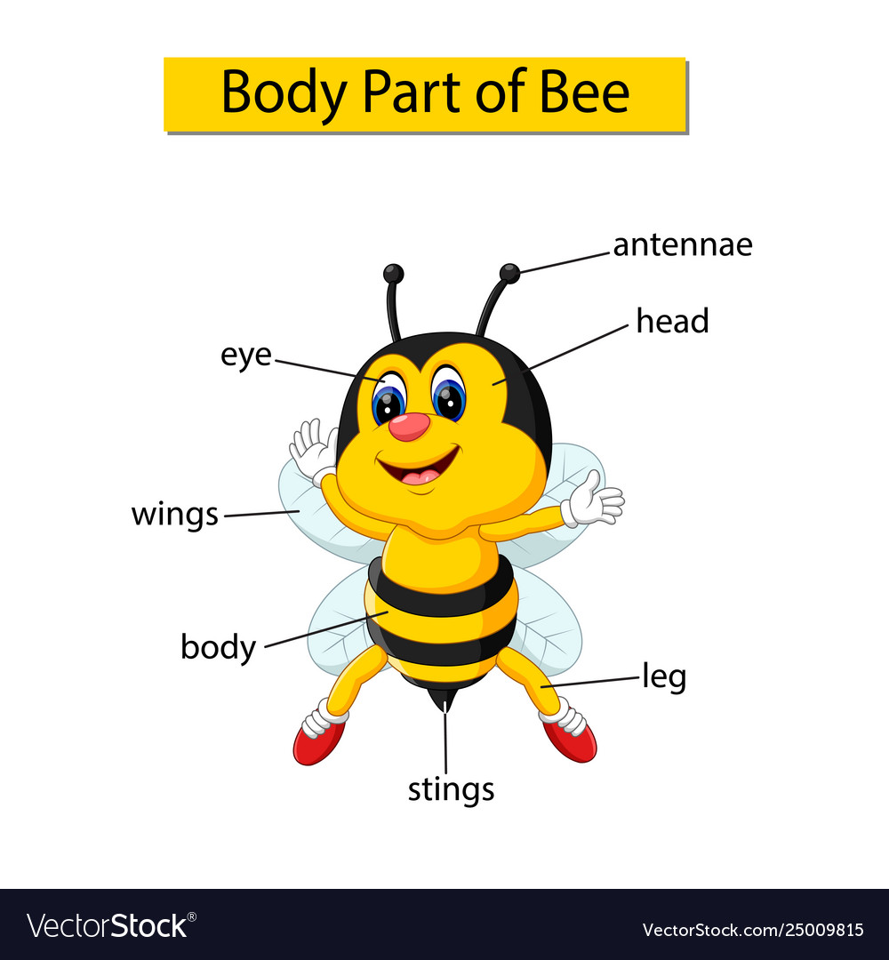 Bee Body Parts Diagram Pin By Karen Desantis On Teaching Fiar Bee 