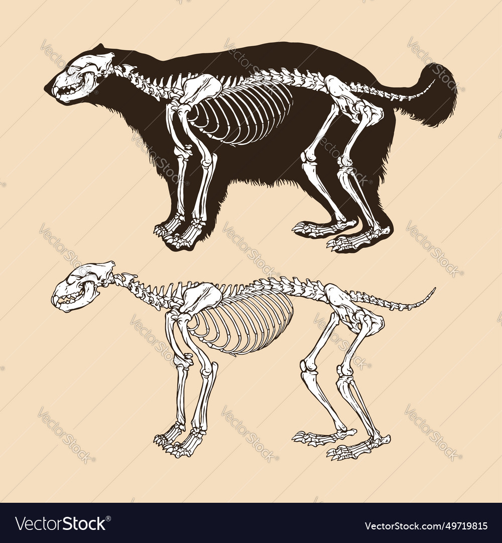 Skeleton wolverine animal Royalty Free Vector Image