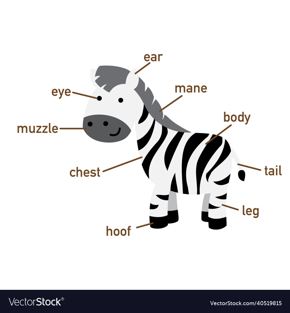 Zebra vocabulary part of body Royalty Free Vector Image