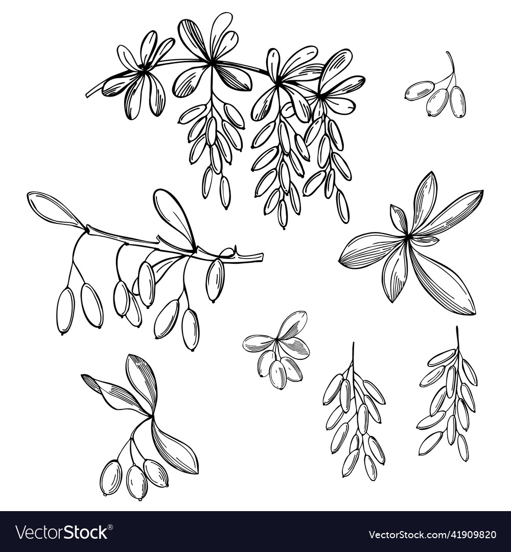 Barberry berries set sketch Royalty Free Vector Image