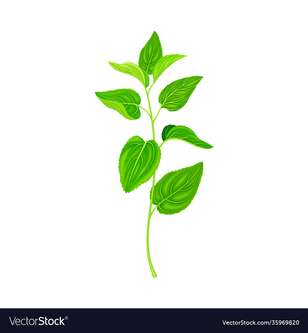 Medical herb or plant on stem with green leaves Vector Image