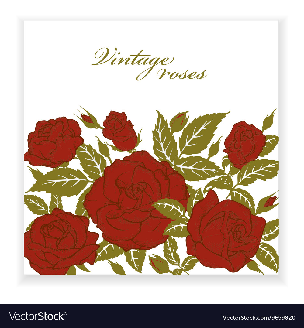 Red roses Royalty Free Vector Image - VectorStock