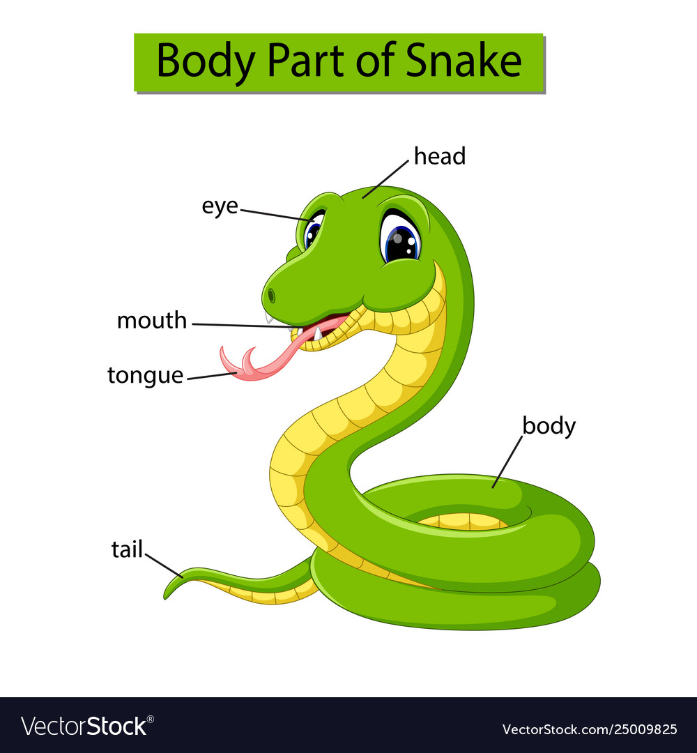 Diagram showing body part snake Royalty Free Vector Image