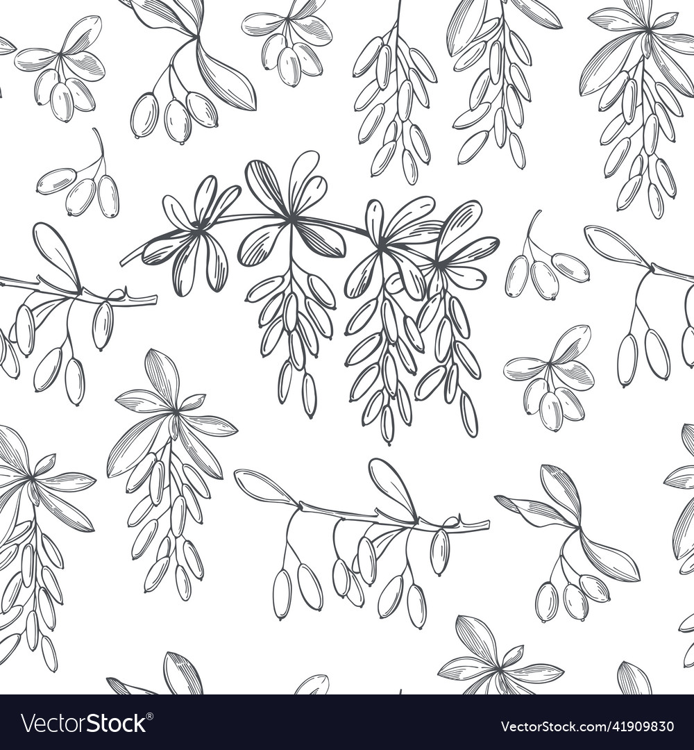 Barberry berries set pattern