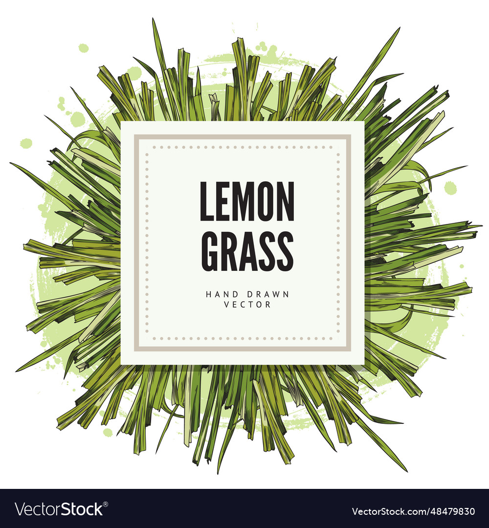 Lemongrass tag or label template in square shape Vector Image