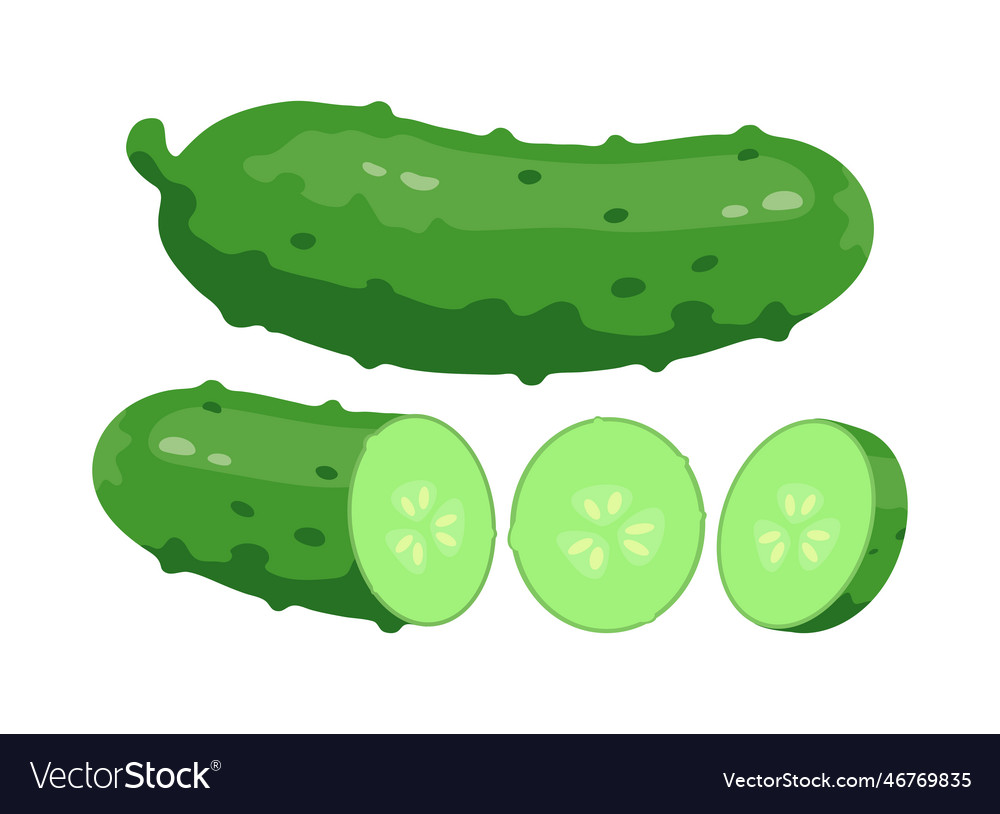 Cucumber set vector image Cucumber set