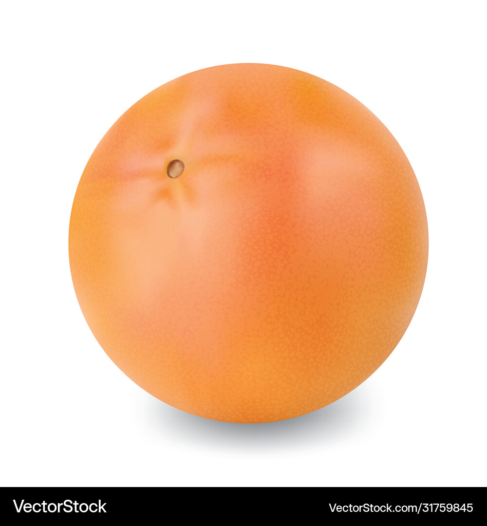 Grapefruit Royalty Free Vector Image - VectorStock