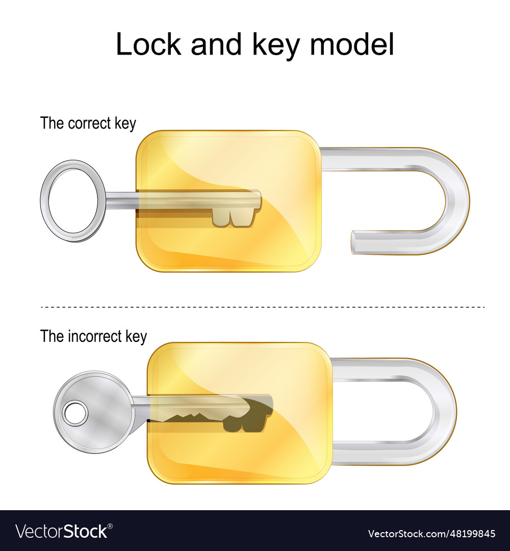 Lock and key model the correct and incorrect keys Vector Image