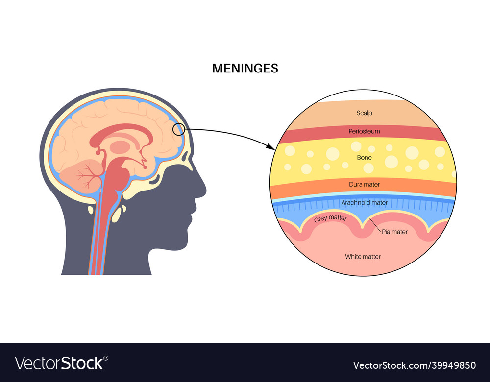 Meninges anatomy diagram Royalty Free Vector Image