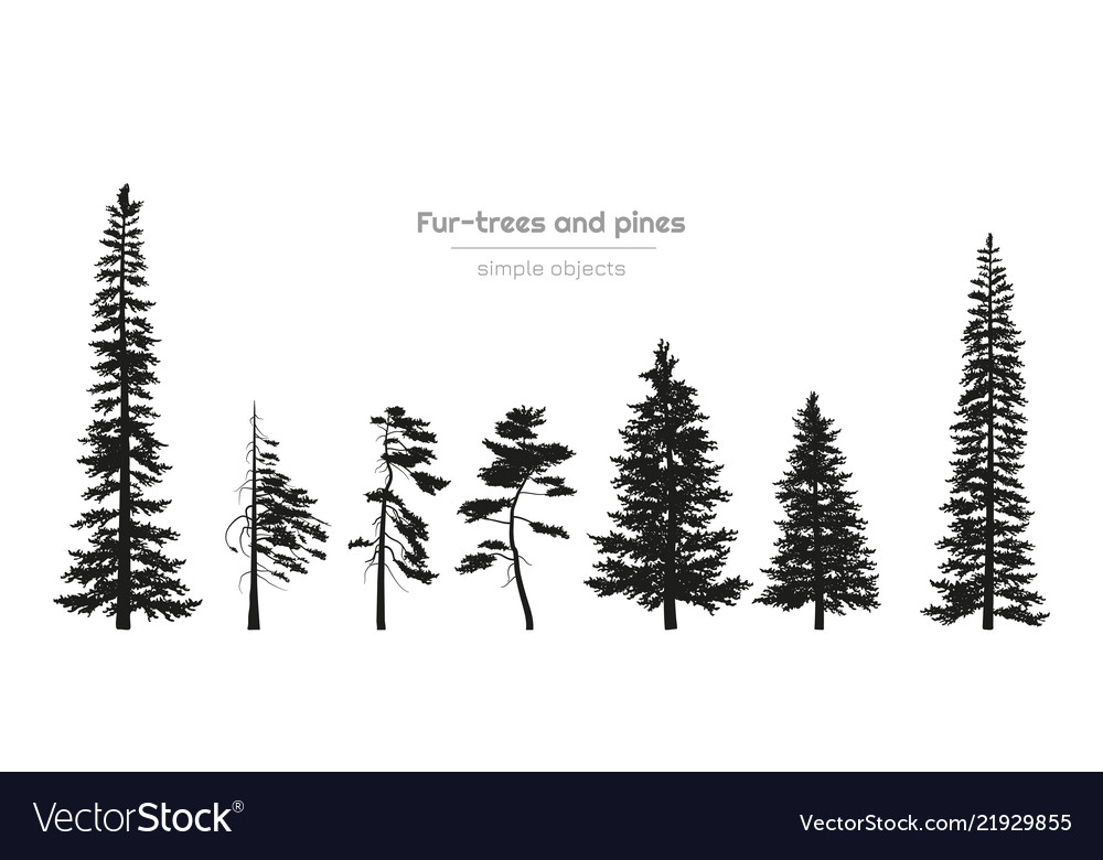 Black silhouettes of fur-trees and pines vector image Black silhouettes of fur-trees and pines