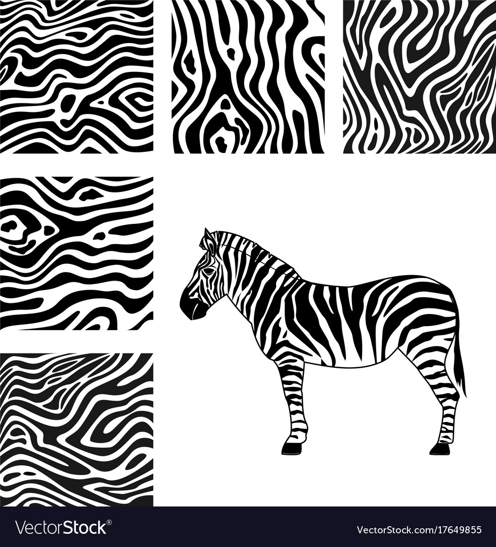 Zebra and patterns