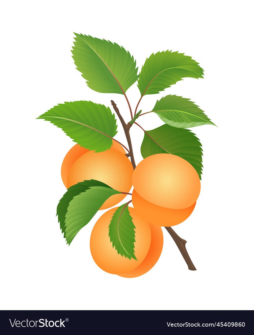 Colour apricots on branch Royalty Free Vector Image