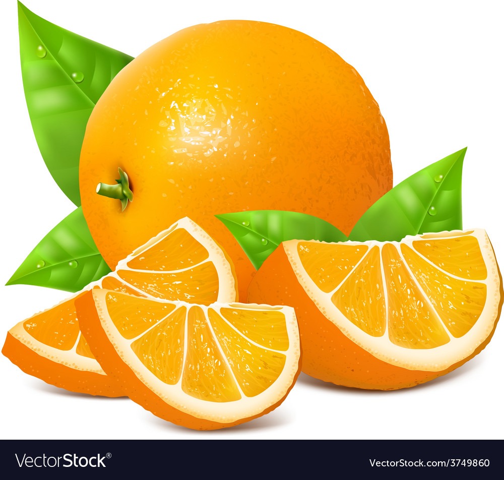Fresh ripe oranges Royalty Free Vector Image - VectorStock