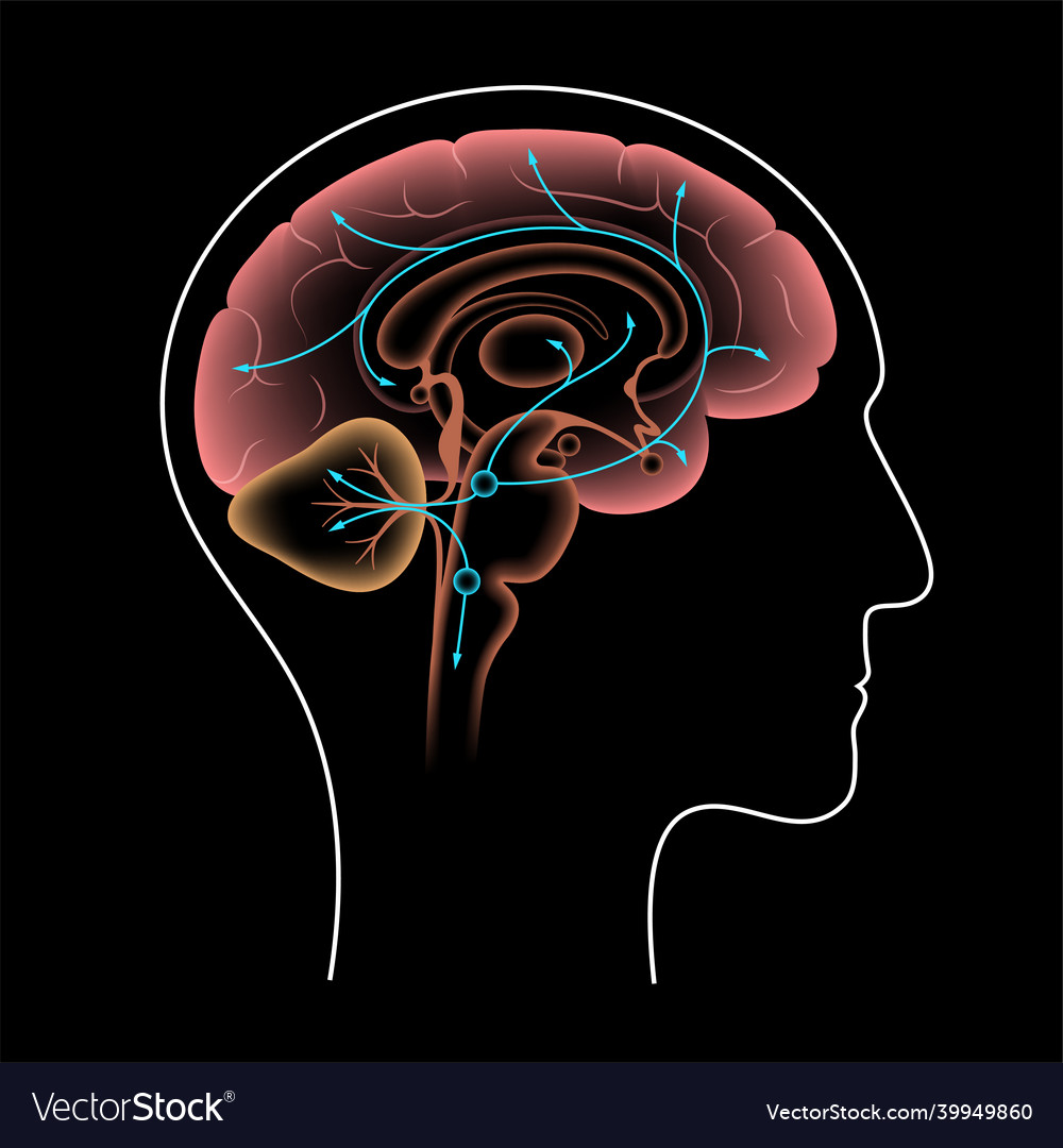 Serotonin pathway in brain Royalty Free Vector Image