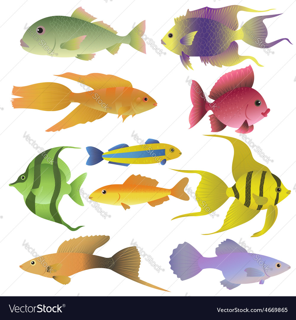 10 colorful decorative fishes Royalty Free Vector Image