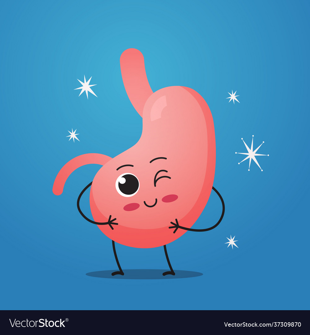 Funny anatomical stomach character cute human Vector Image