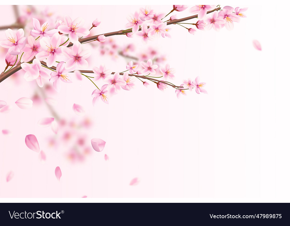 Schöne romantische rosa Sakura Blumen