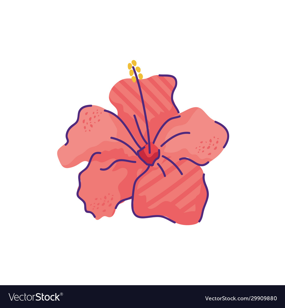 Cute hibiscus flower nature isolated icon Vector Image