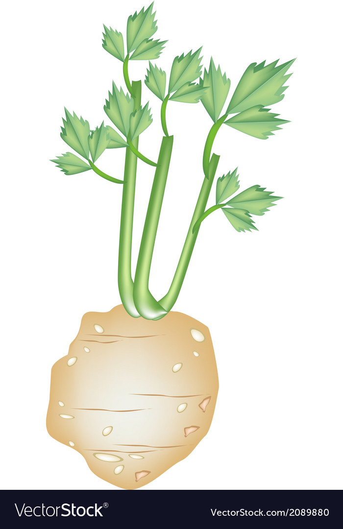 Fresh green celery root on white background