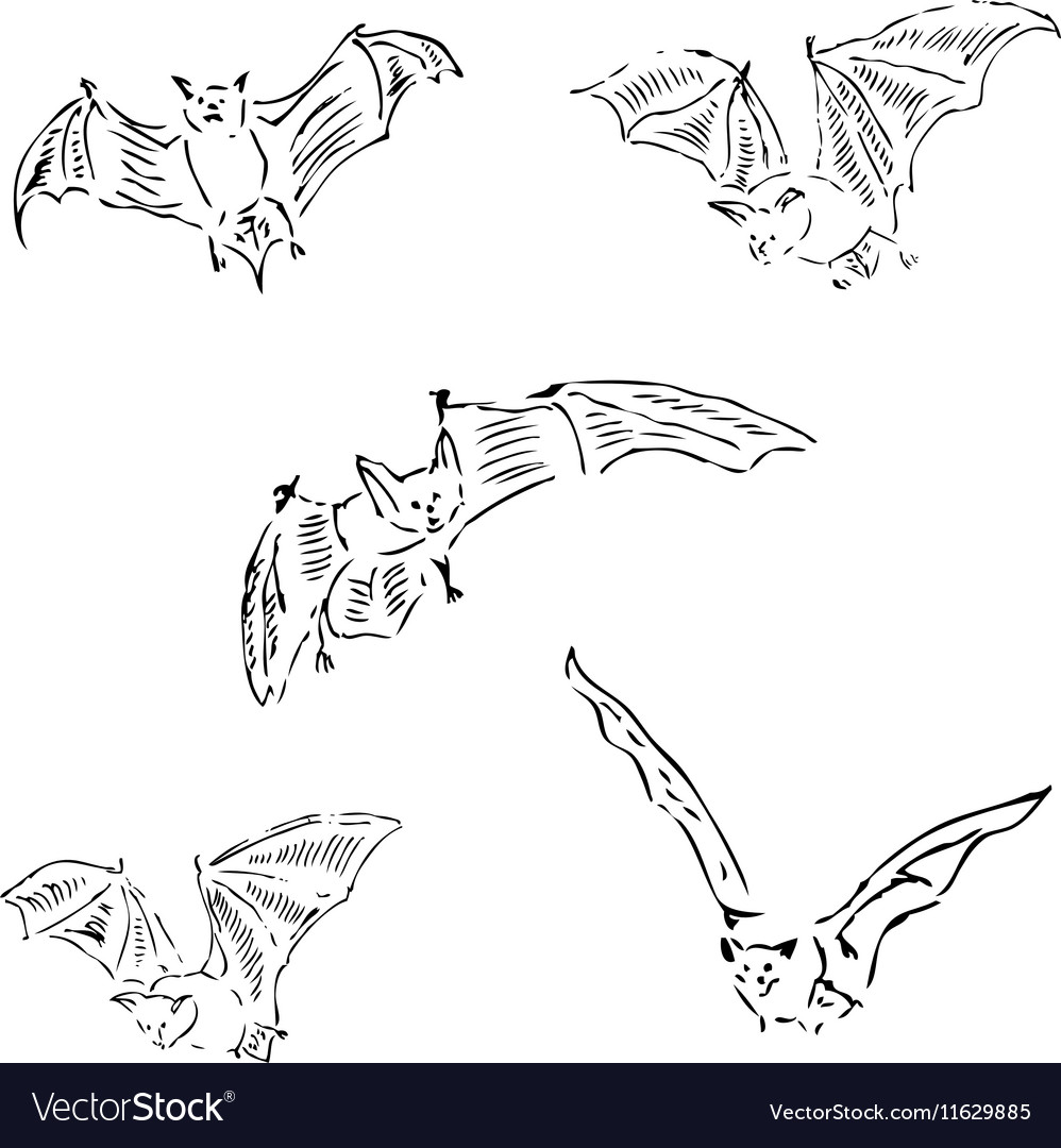 Bats in different positions pencil sketch by hand