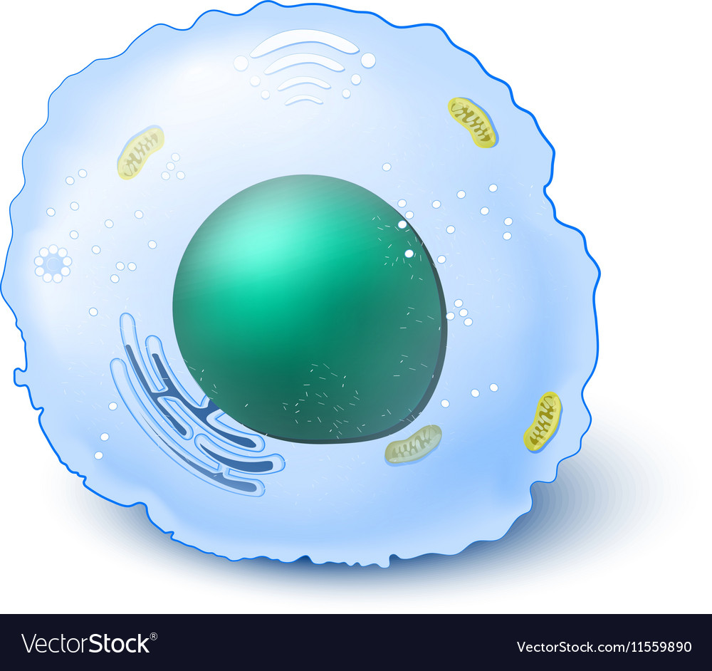 Cell Royalty Free Vector Image - VectorStock