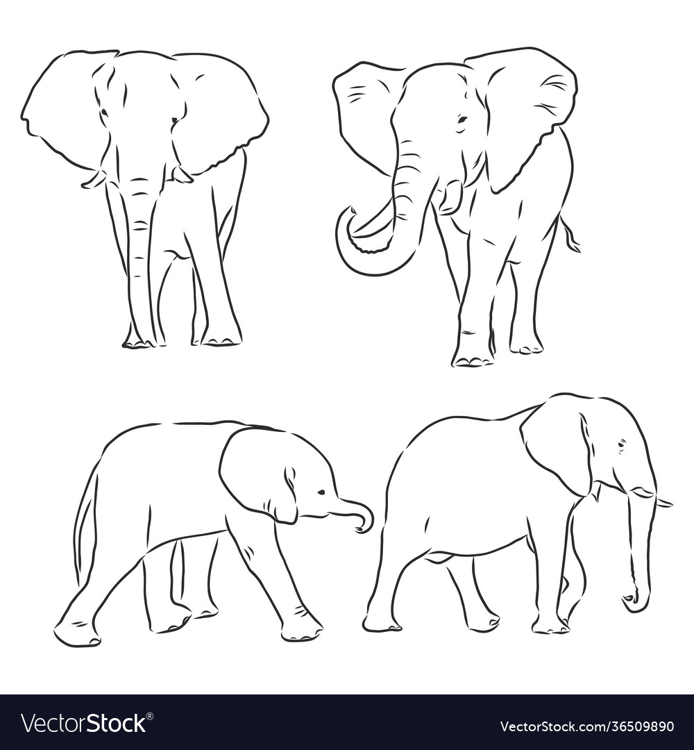 Elephant Outline Images – Browse 23,956 Stock Photos, Vectors, and Video |  Adobe Stock