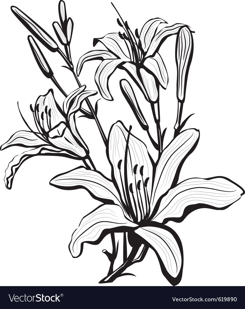 Download Sketch of lily flowers Royalty Free Vector Image