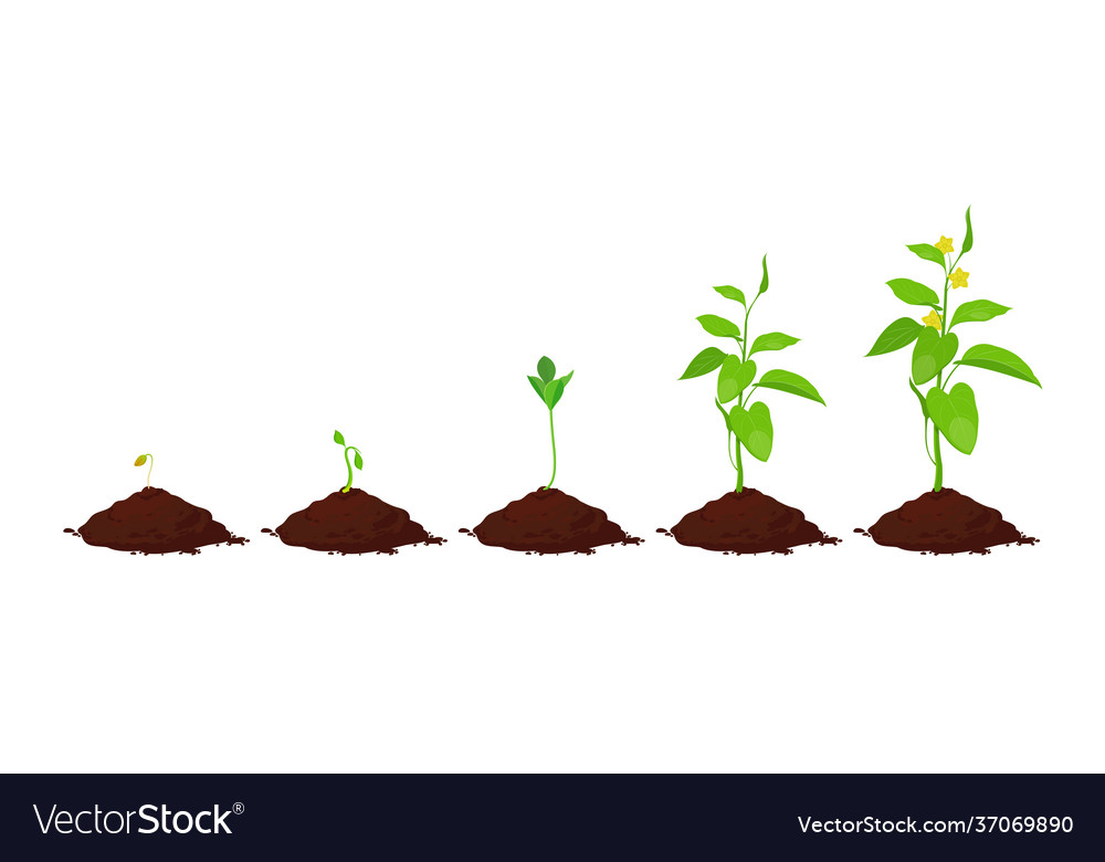 Stages plant growth in ground Royalty Free Vector Image