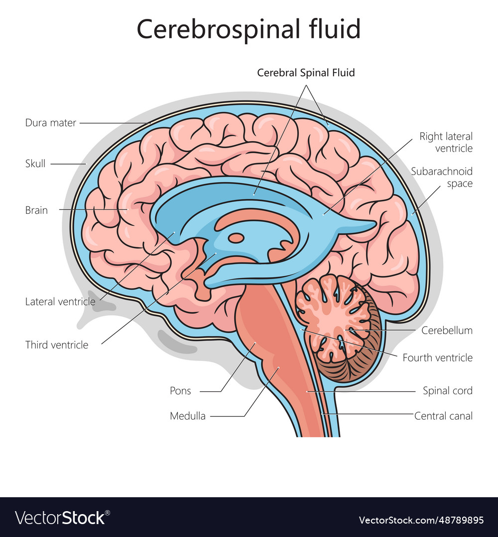 Cerebrospinal fluid structure diagram science Vector Image